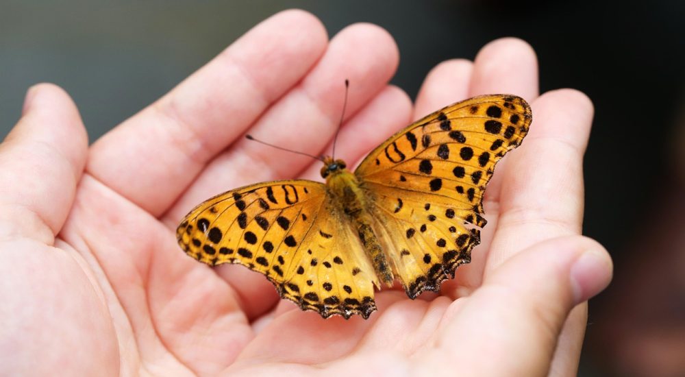 butterfly, insects, hand, nature, wing, butterfly, butterfly, butterfly, butterfly, butterfly